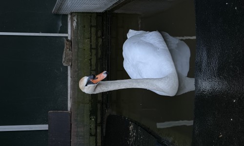 Gijs