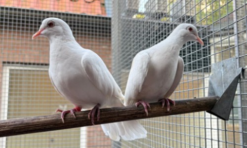 Koppel lachduifjes