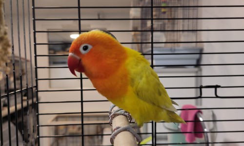 Peach