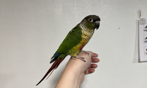 Pepper