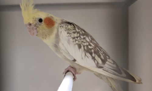 Zazu